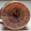 Amani Summerday - Minitube - Butterscotch & Carmel - The Cave